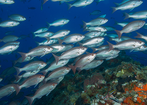 Fisheries And Aquatic Science Department Of Fisheries And Aquatic